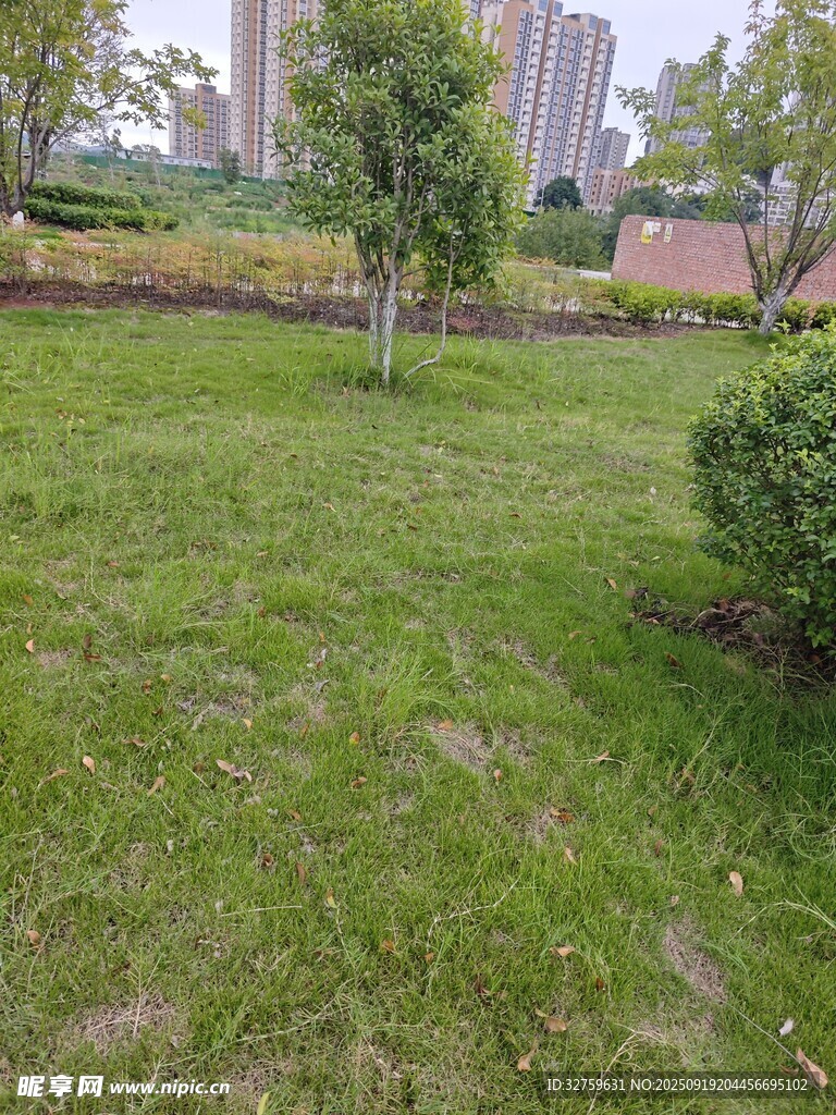 城市中的绿意草坪景观