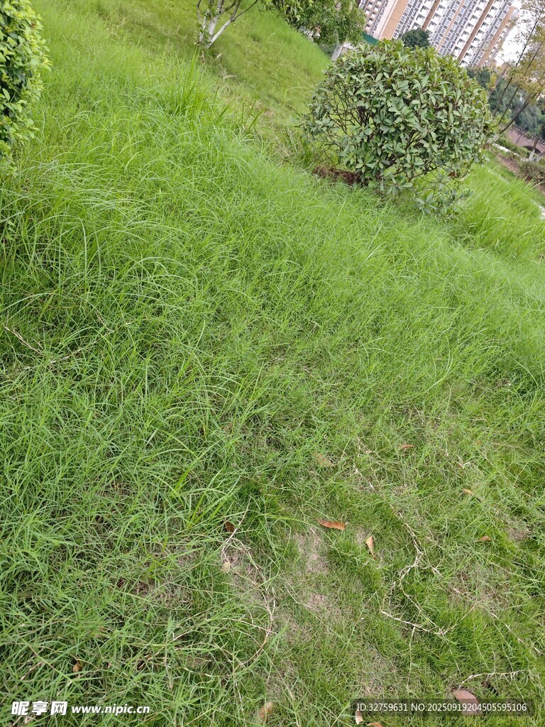 户外翠绿草地景观