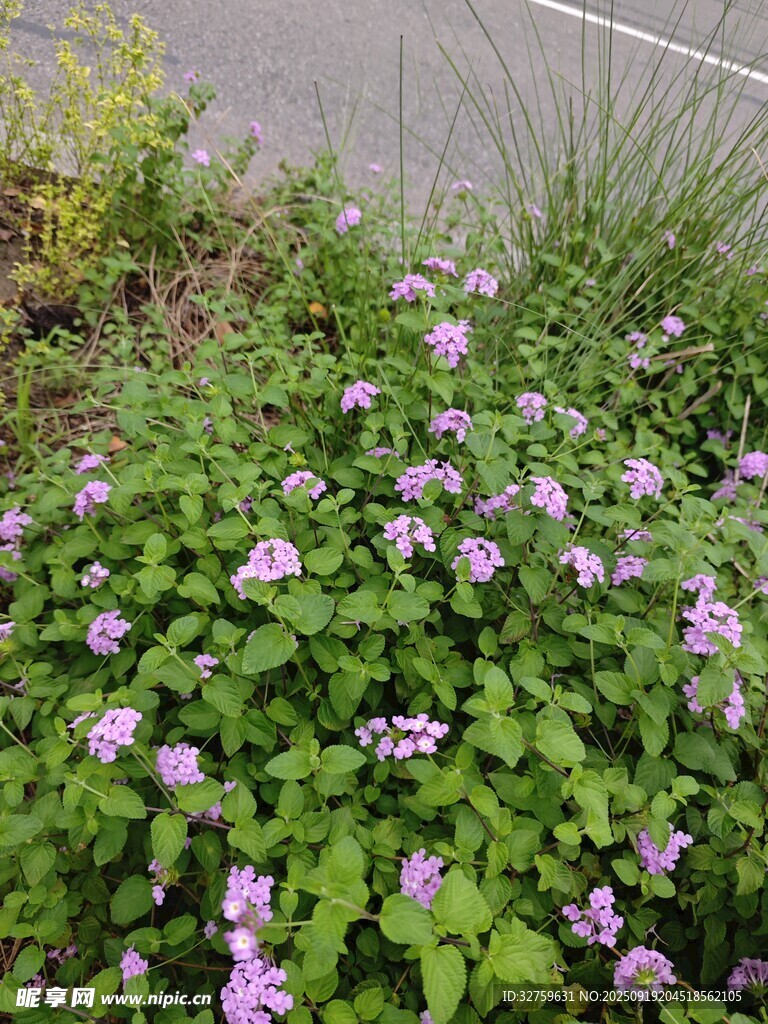 路边绽放的紫色小花