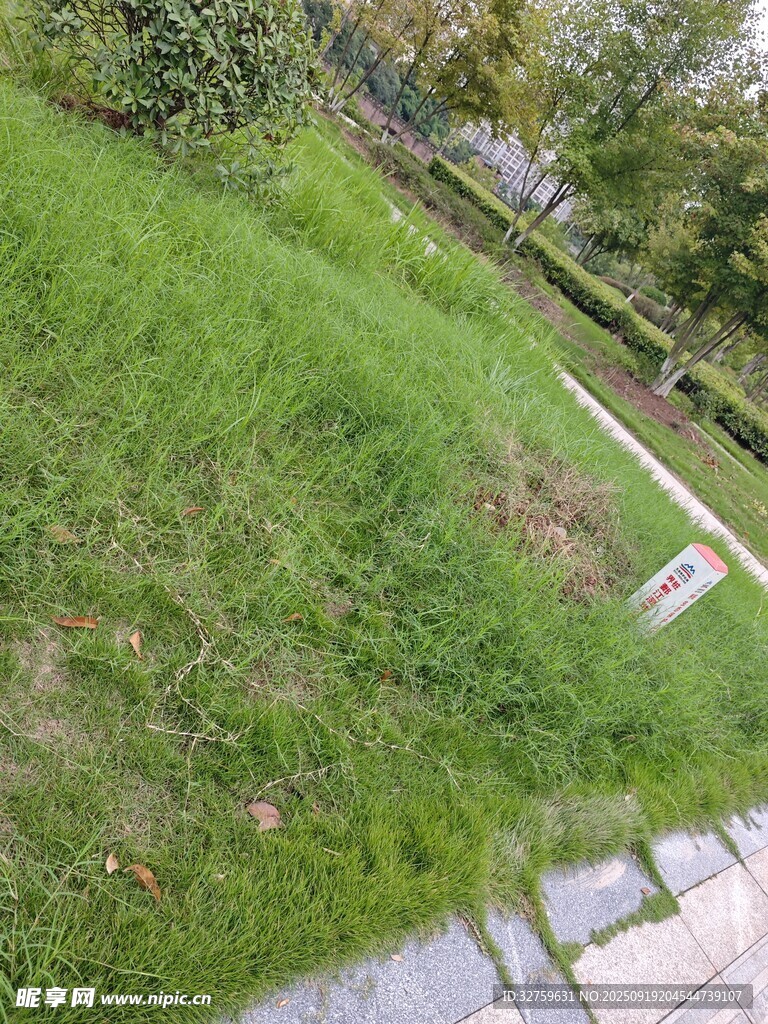 户外翠绿草地场景