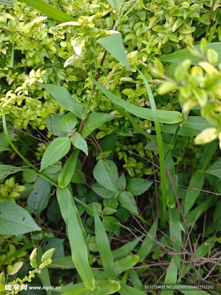 翠绿繁茂的丛生植物