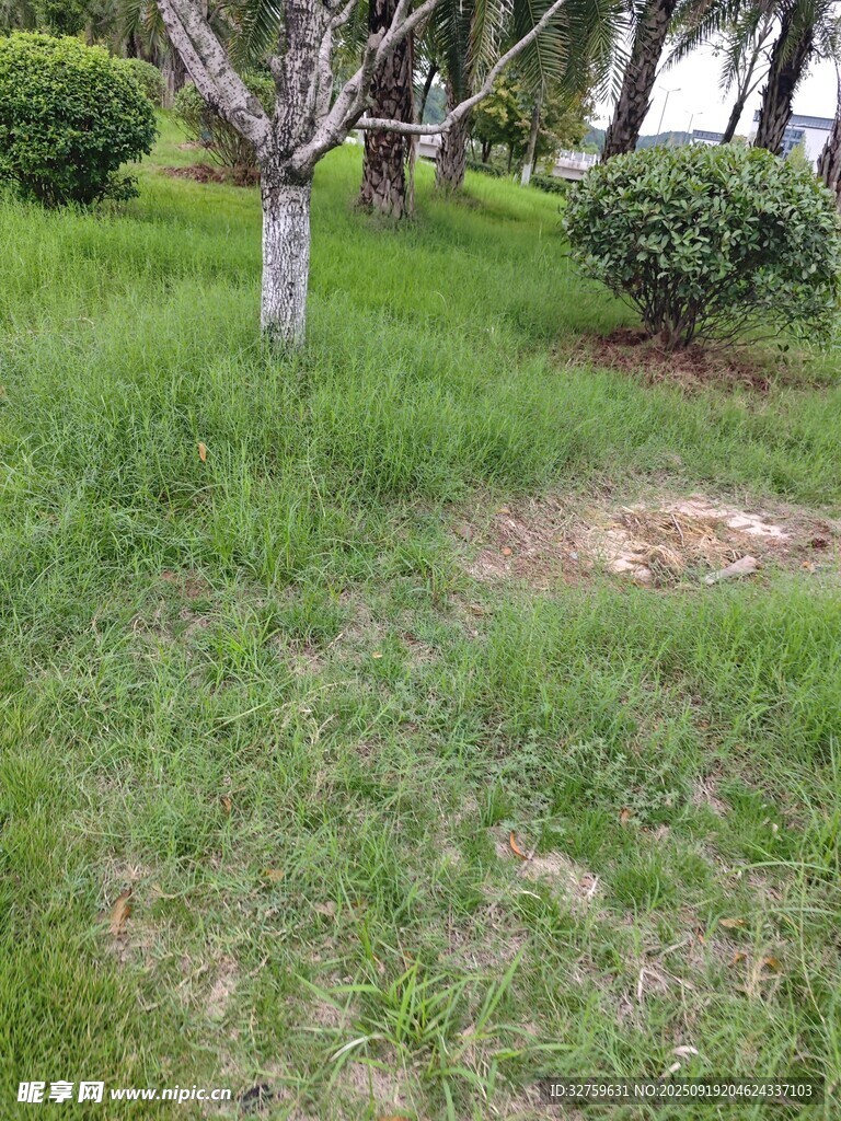 户外草地树木景观