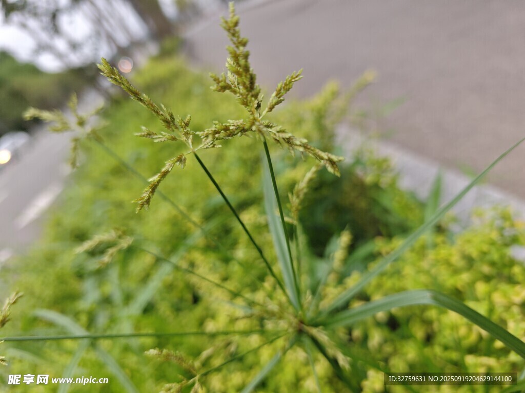 路边嫩绿植物特写