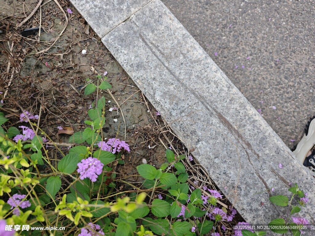 路边绽放的紫色小花