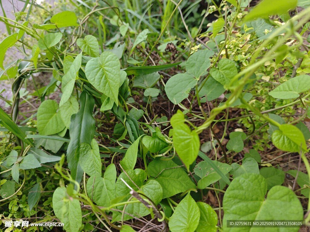 绿叶繁茂的植物景观