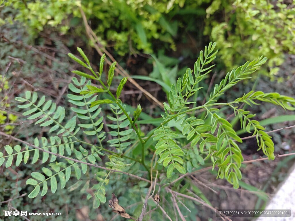 翠绿蕨类植物特写