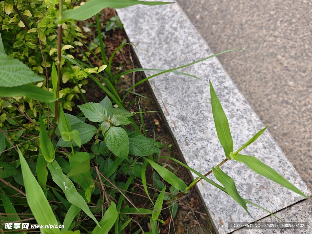 路边石旁的嫩绿小草