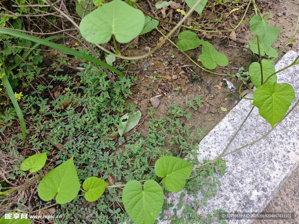 路边生长的嫩绿植物