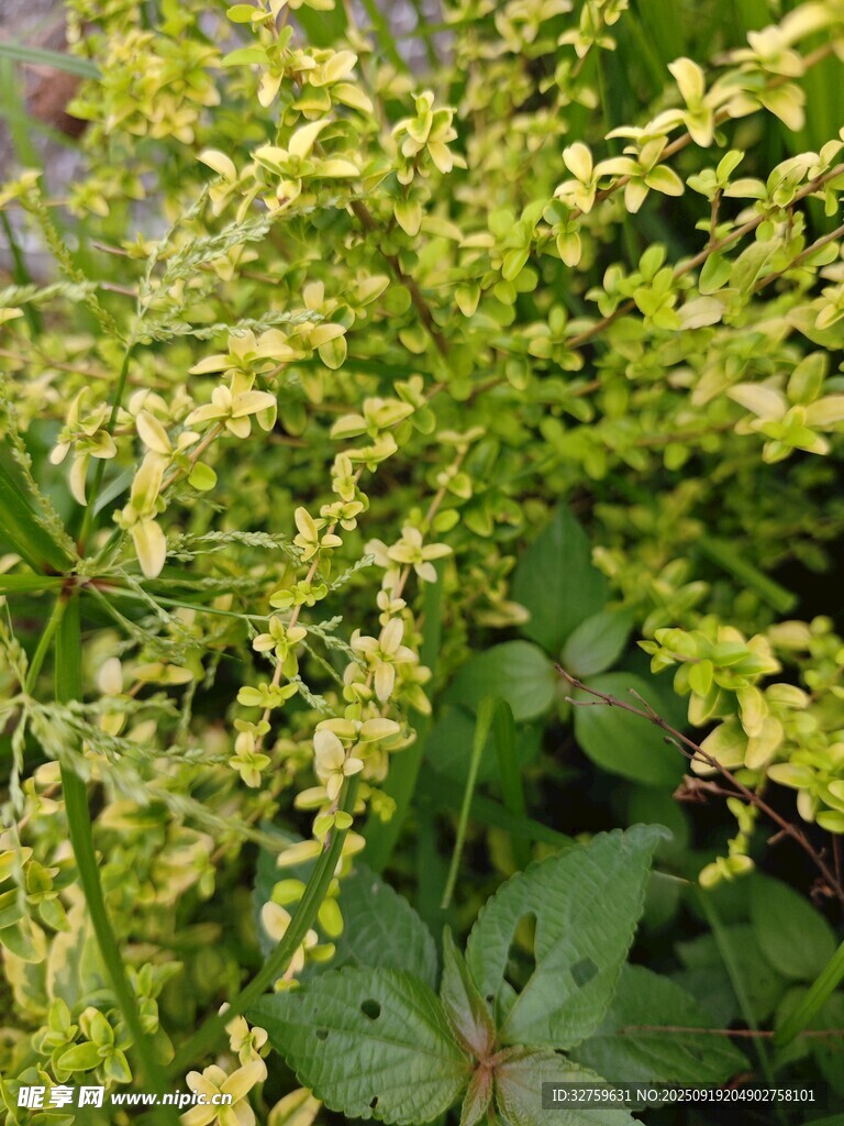 翠绿繁茂的植物景观