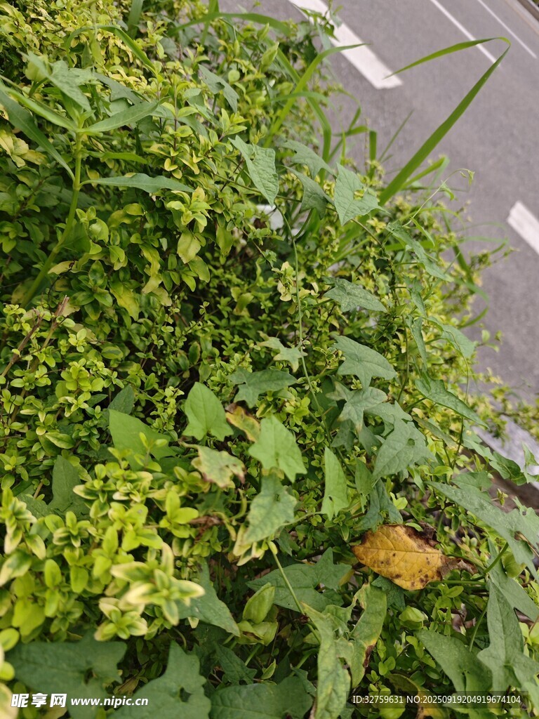 路边繁茂绿植中的黄蘑菇