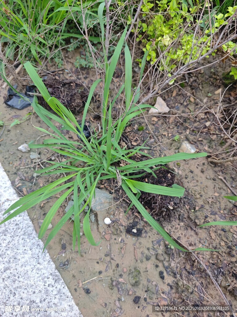 路边生长的绿色植物