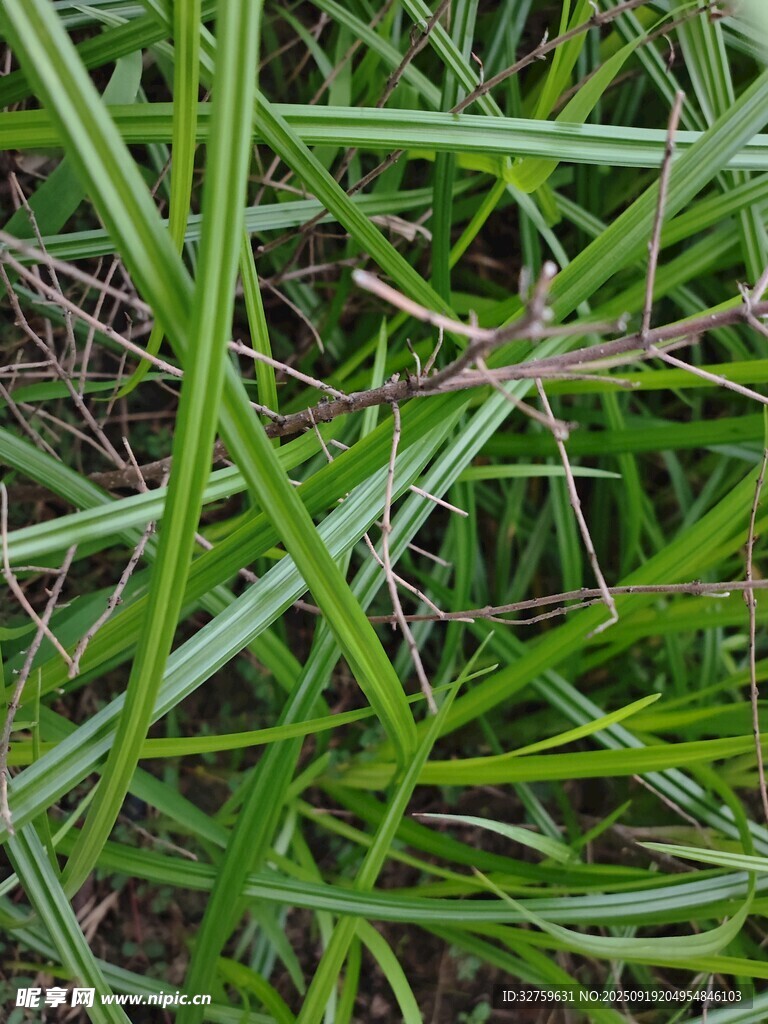 翠绿细长的野草特写