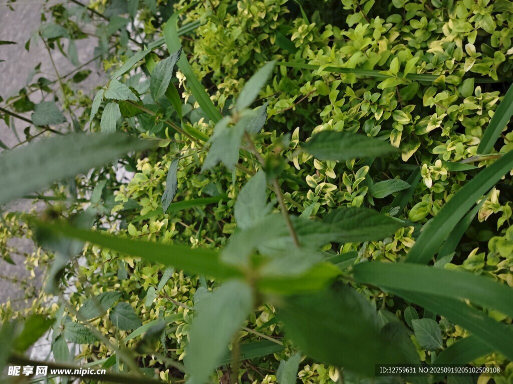 绿叶植物特写