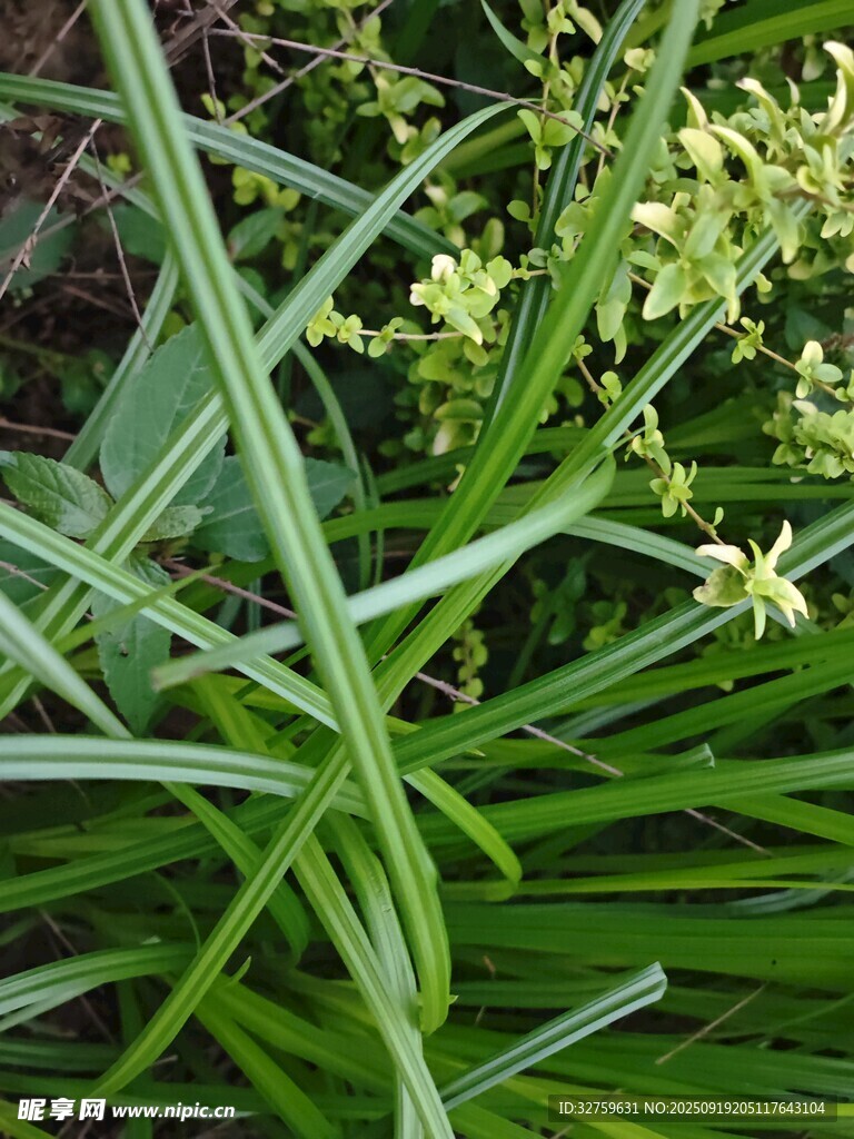 翠绿兰草绽放细碎小花