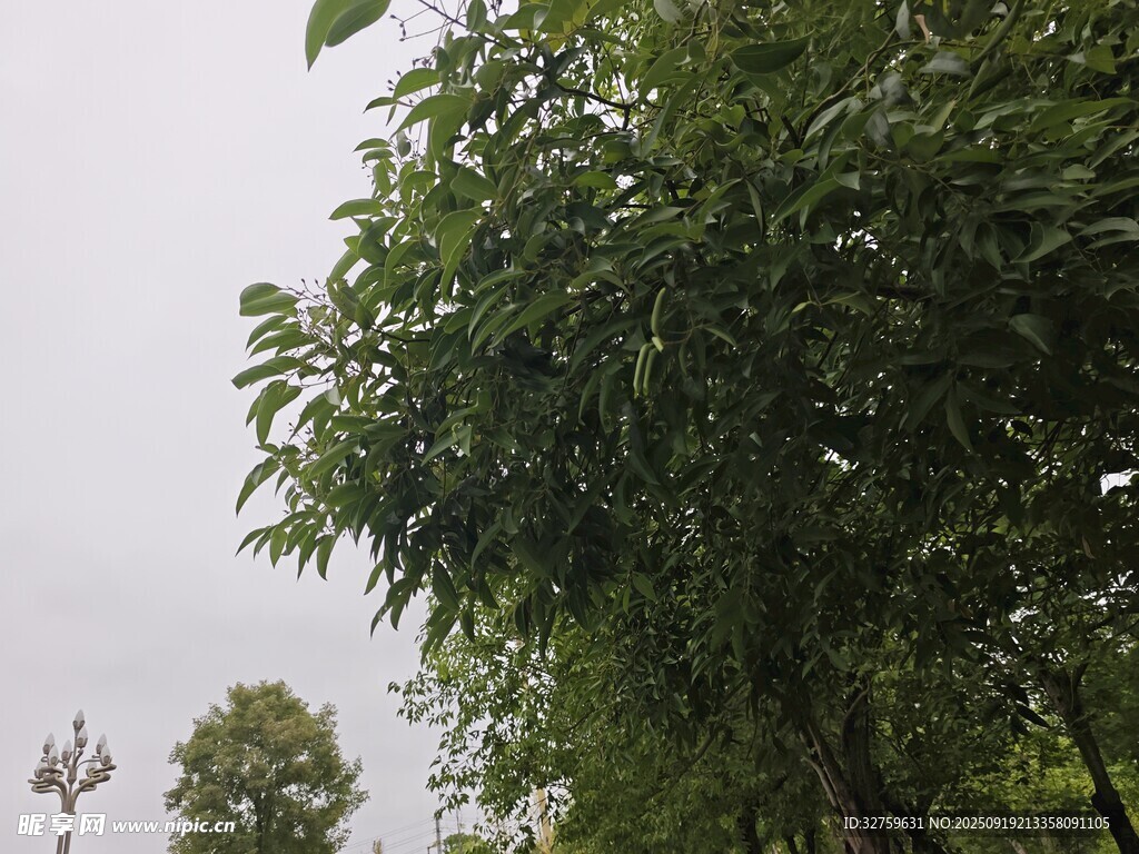 绿树成荫的户外景致
