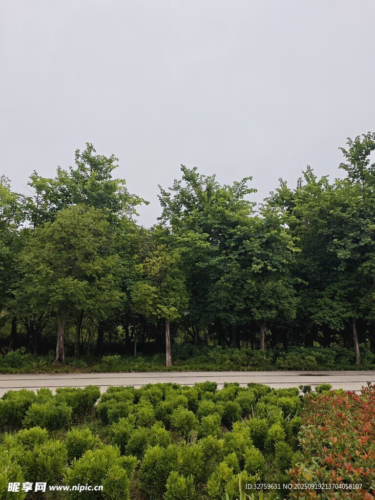 绿意盎然的苗木种植园