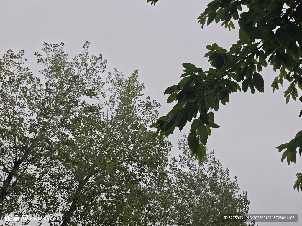 绿树蓝天自然景象