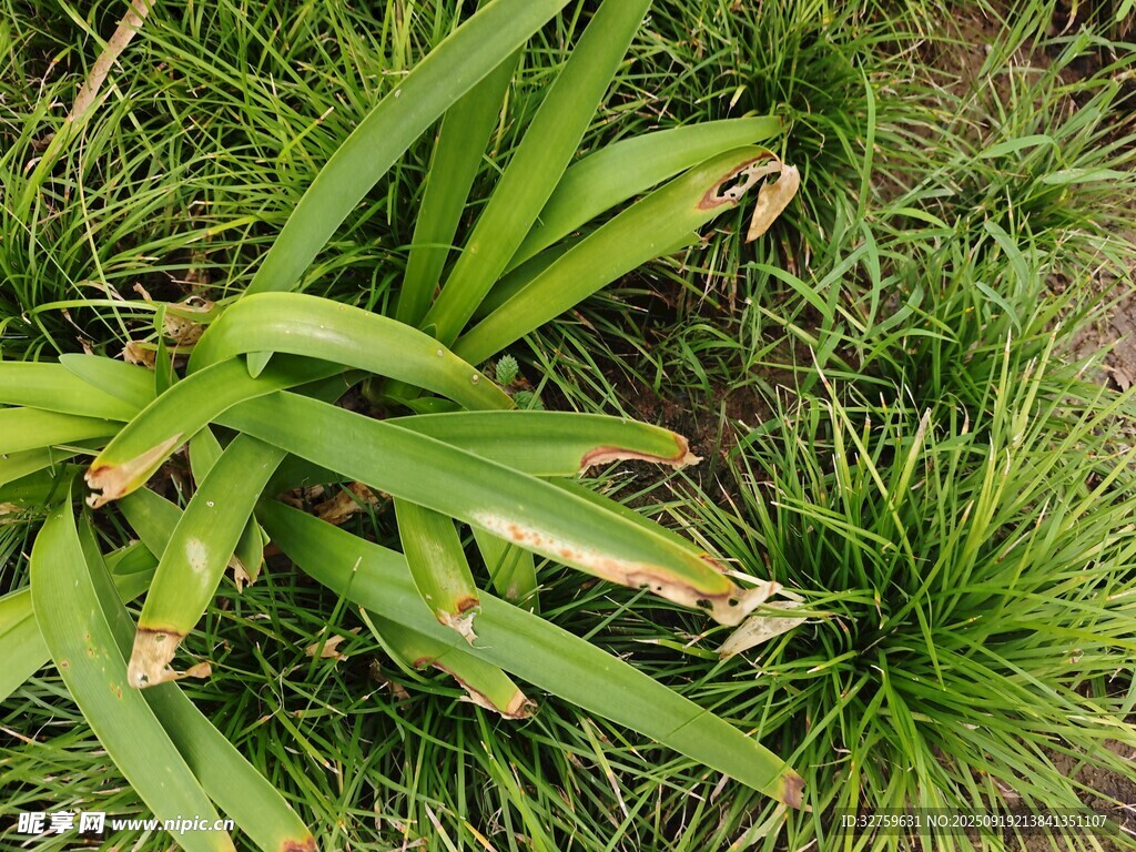 翠绿植物特写