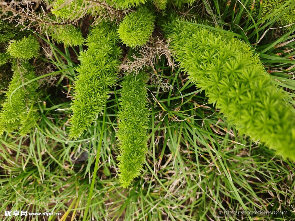 嫩绿蕨类植物生机盎然