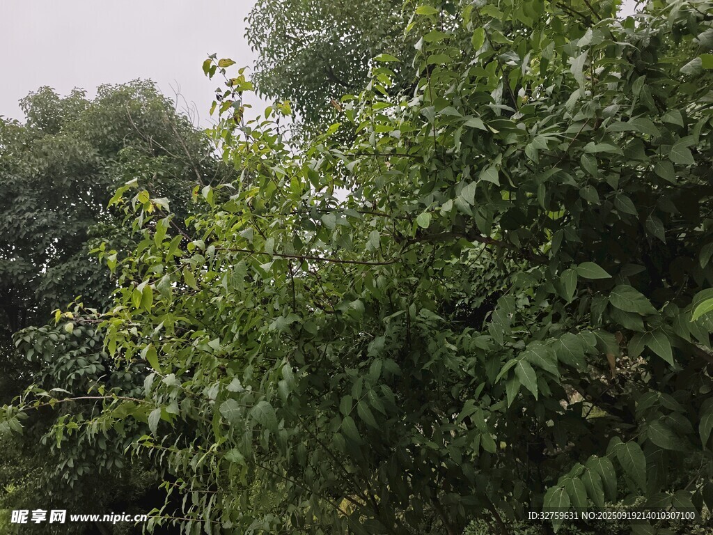 繁茂绿植展现自然生机