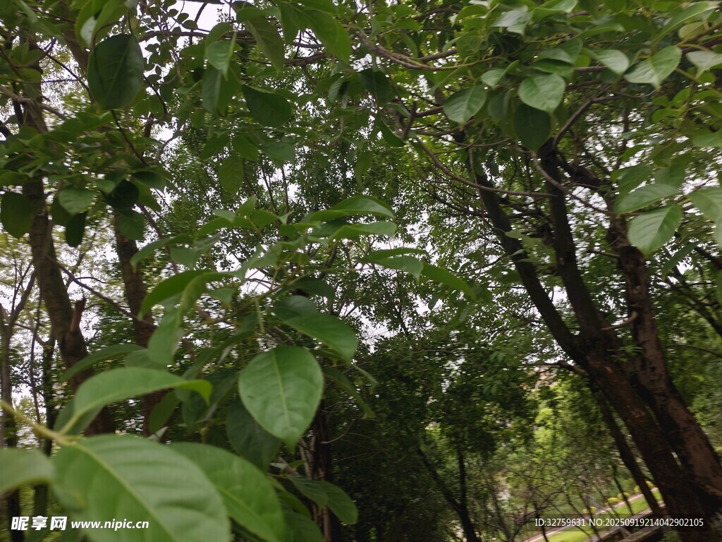 茂密树林绿意盎然