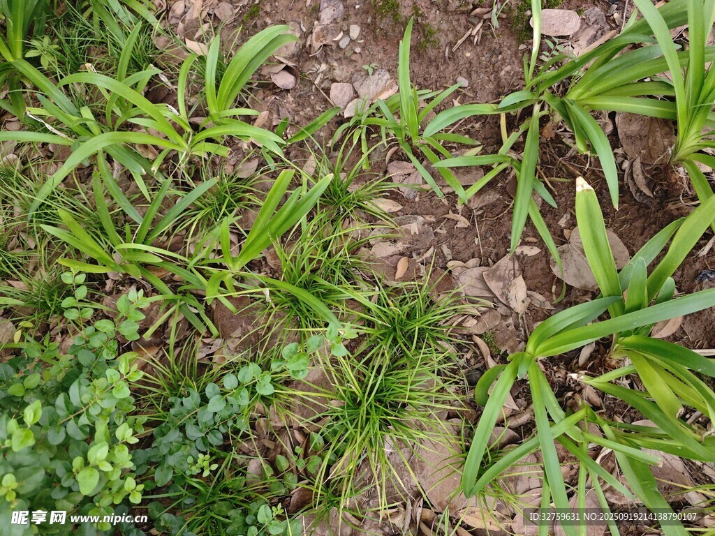 田间嫩绿植物生机勃勃