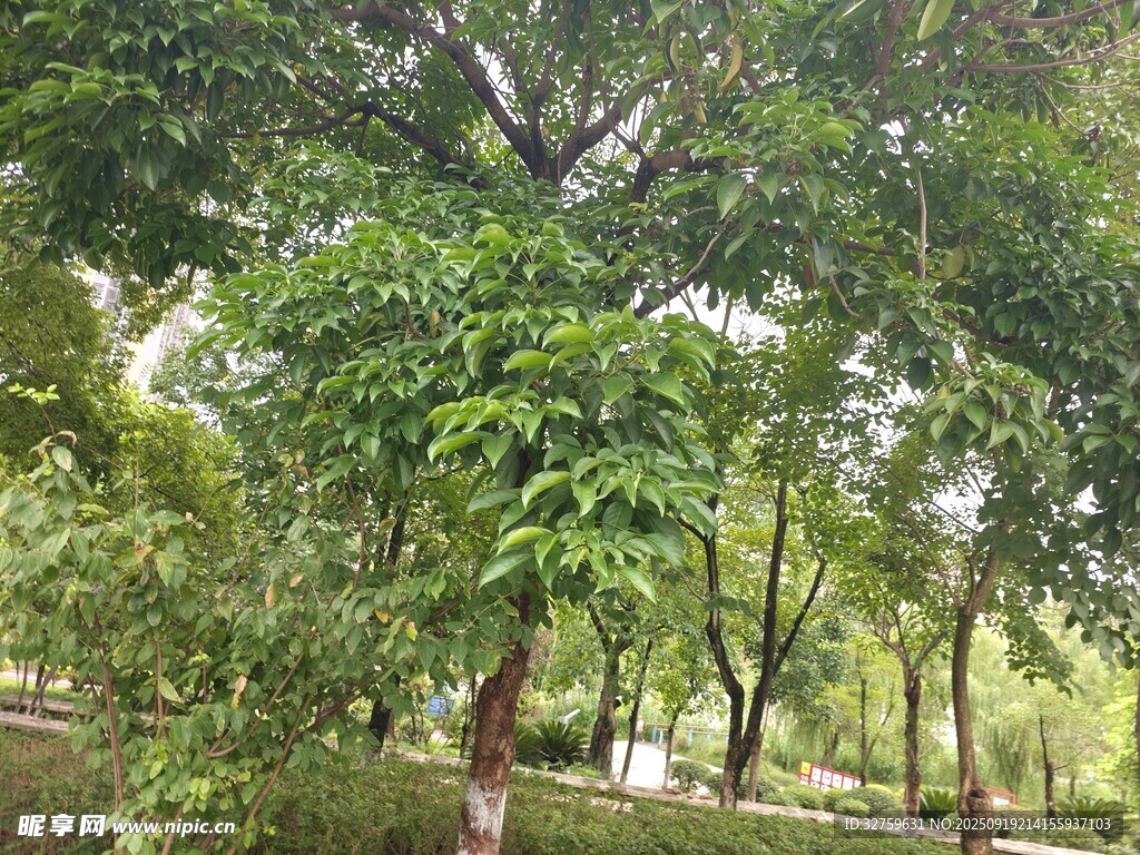 繁茂绿树营造清新景致