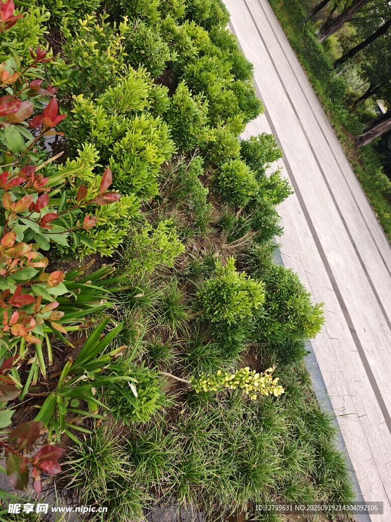 路边多彩绿植景观