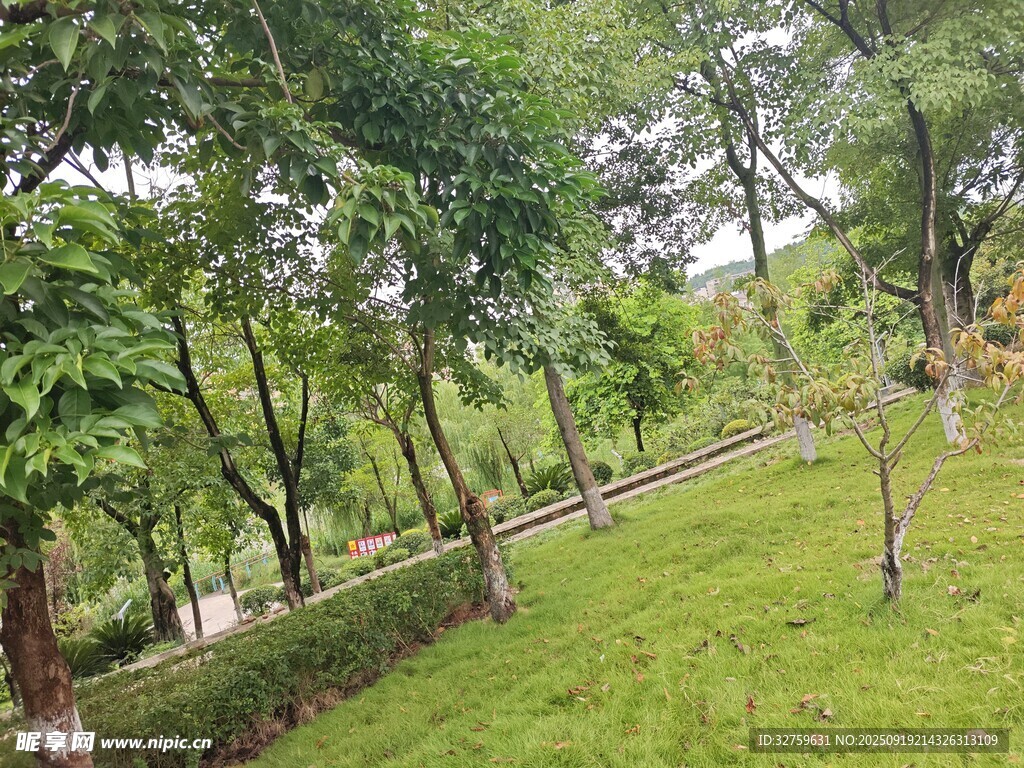 绿意盎然的林间草地