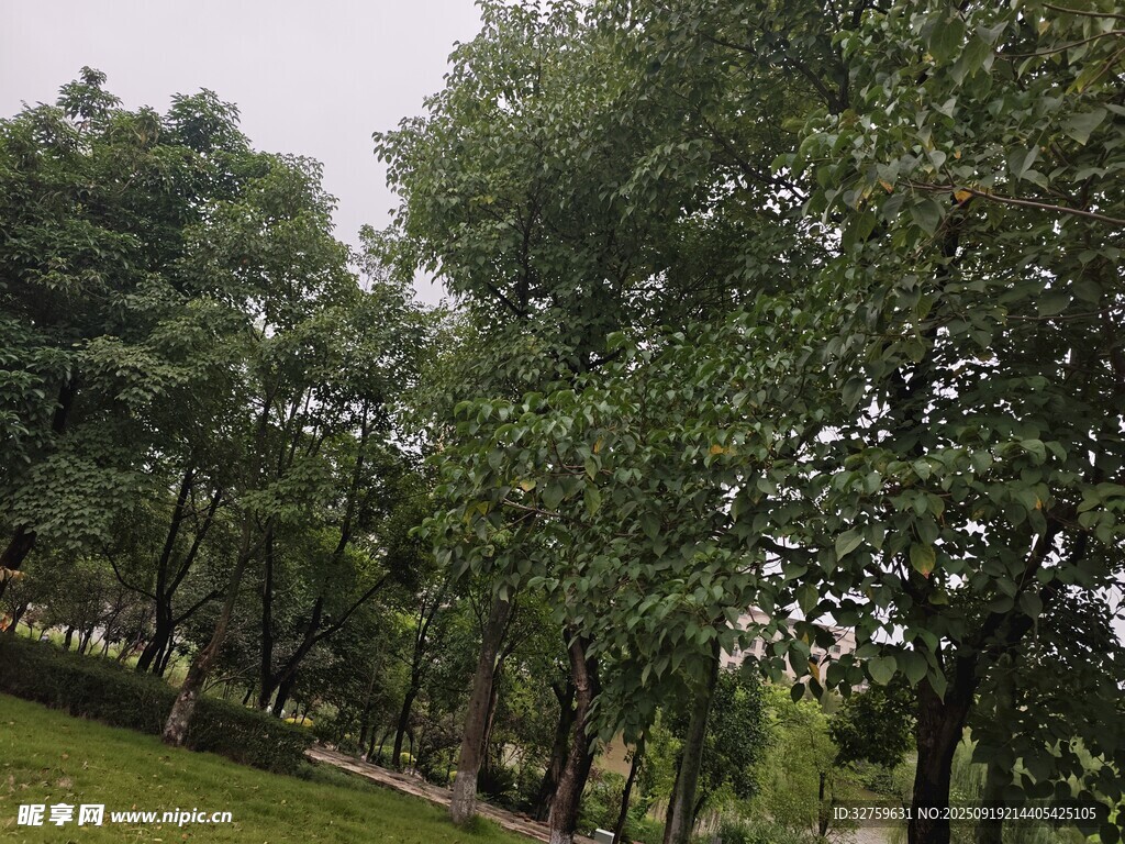 绿意盎然的林间草地