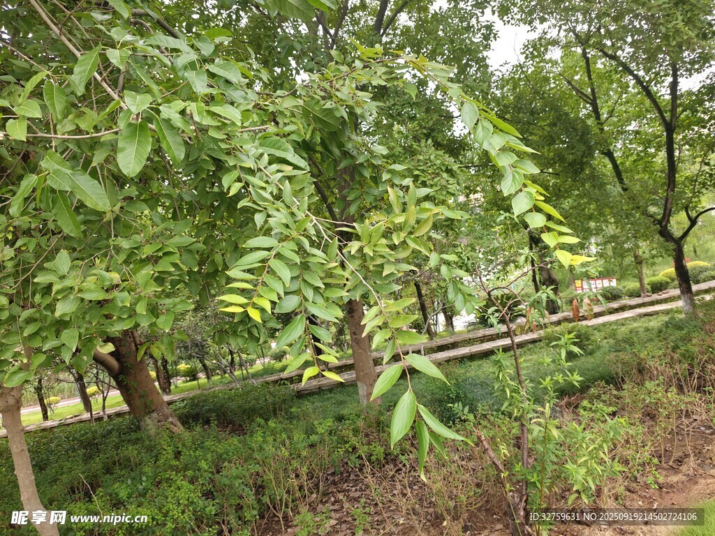 林间绿荫小径
