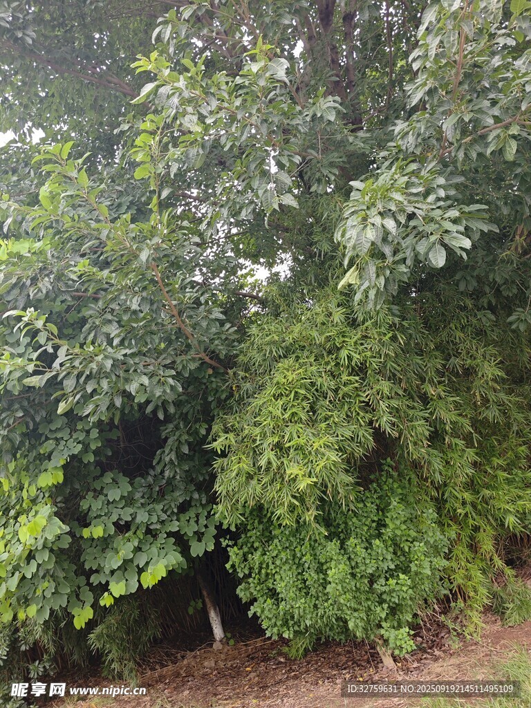 繁茂绿植景观