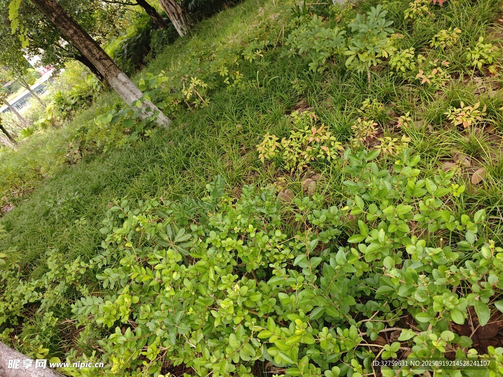 绿意盎然的草地景观