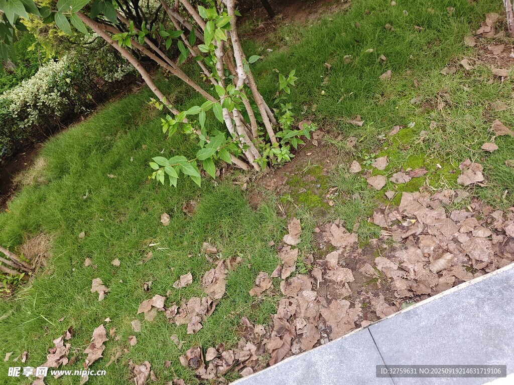 草地旁的树木与地面景象