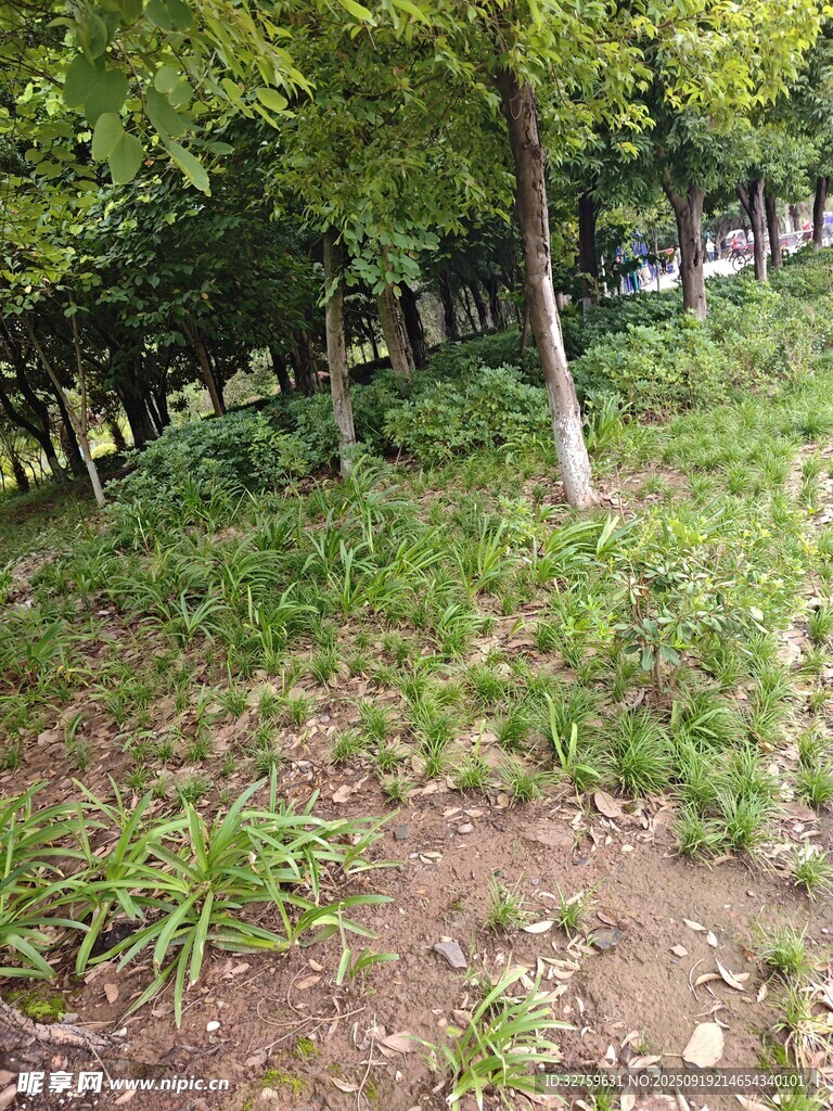 林间草地绿意盎然