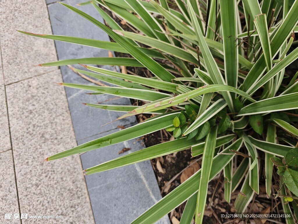 路边绿植特写