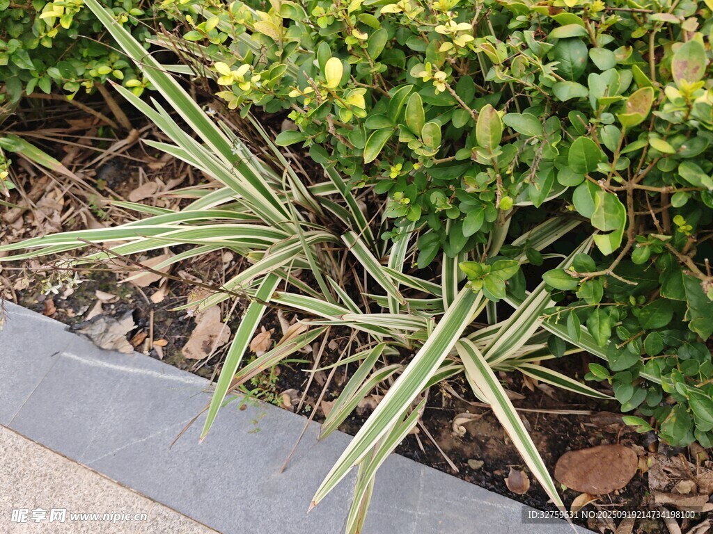 路边绿植景观