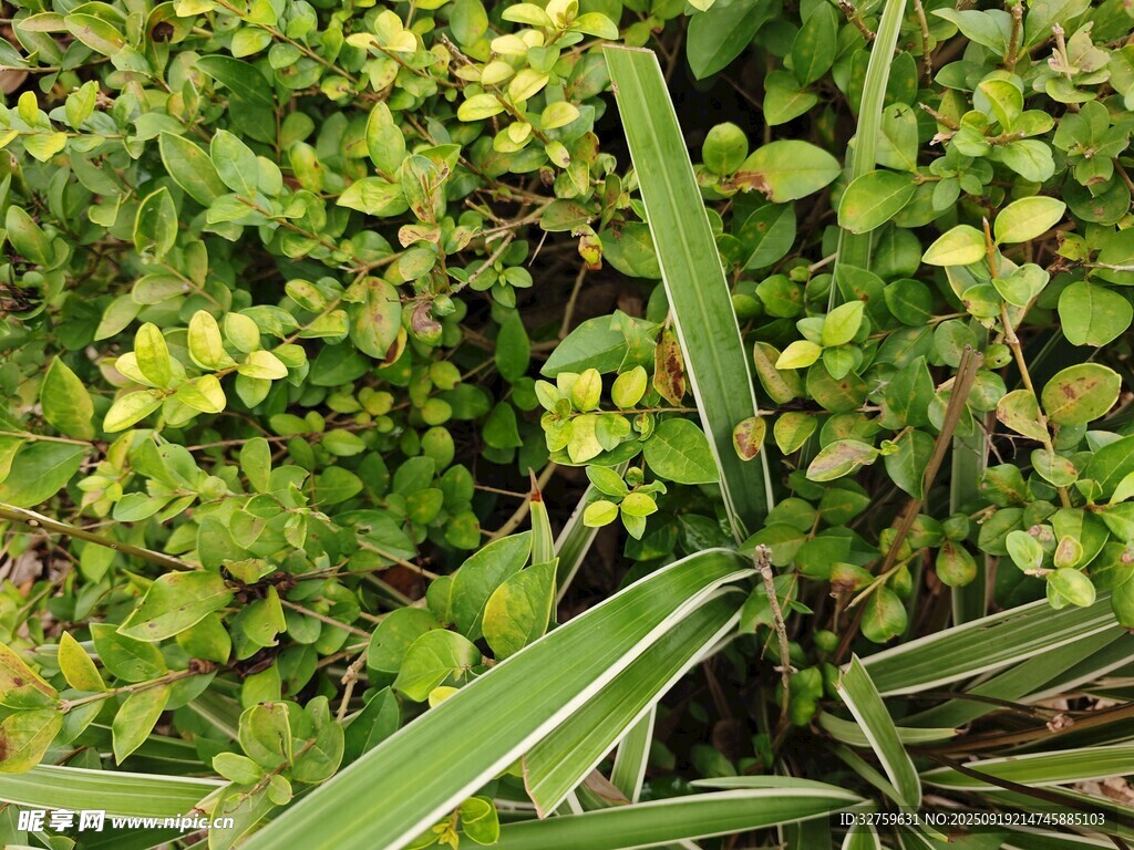 翠绿植物叶片特写