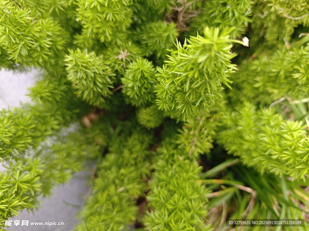 翠绿丛生的清新绿色植物