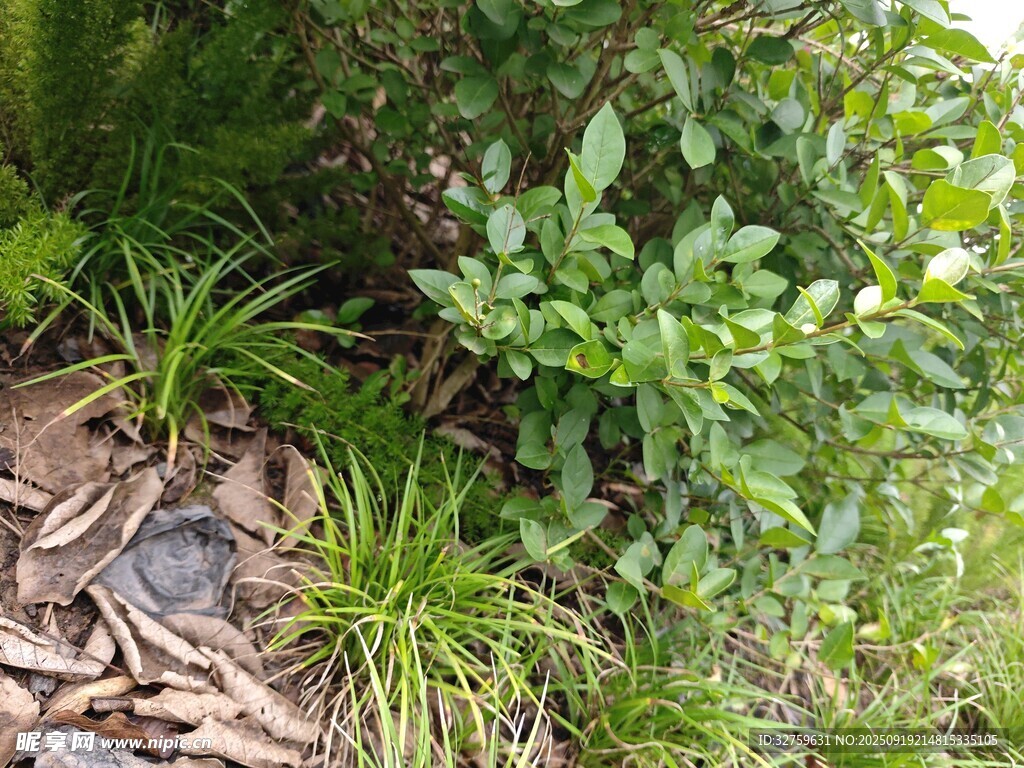 绿植环绕的碎石小径