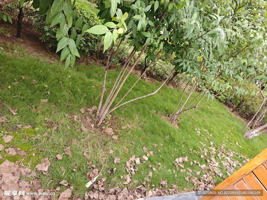 绿意盎然的庭院植物景观