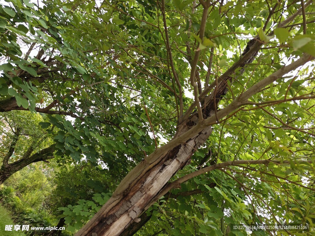 茂密树林中的高大树木