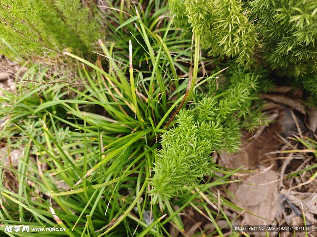 翠绿丛生植物特写
