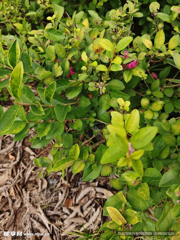 绿叶植物与枯萎植物共生