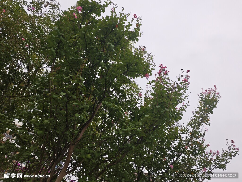 绿树繁花映天际