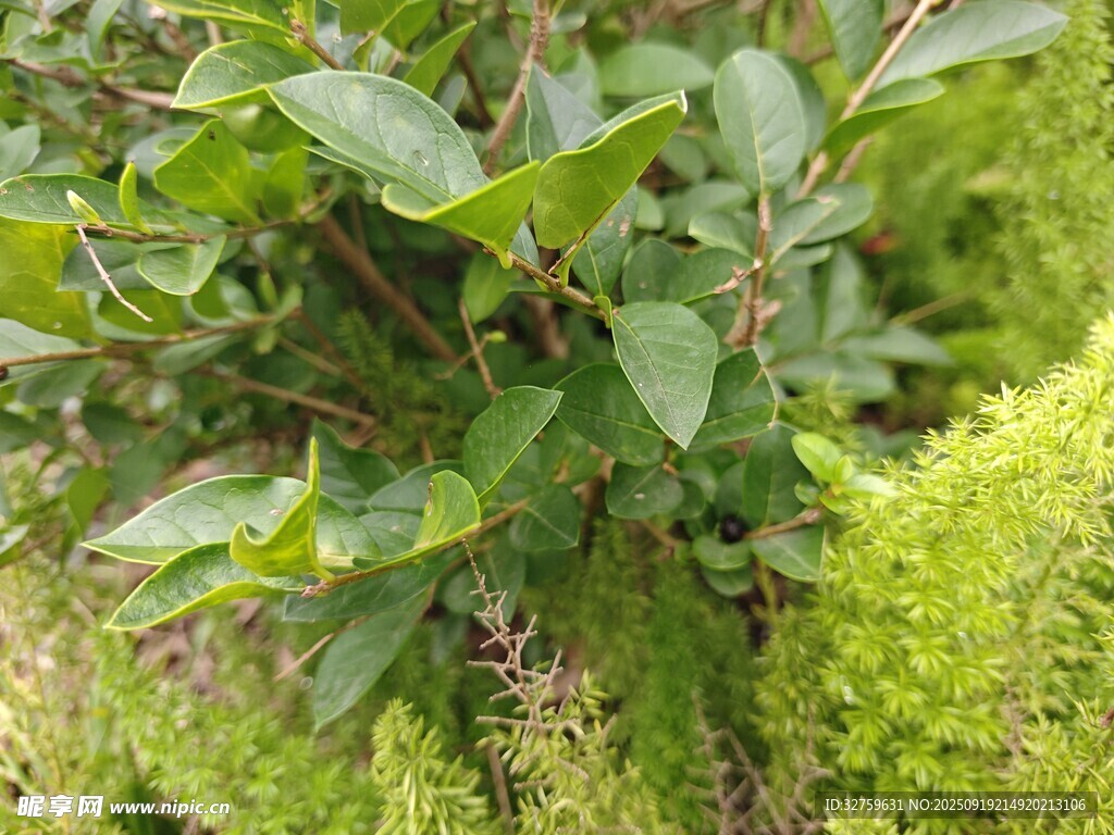 绿叶植物特写