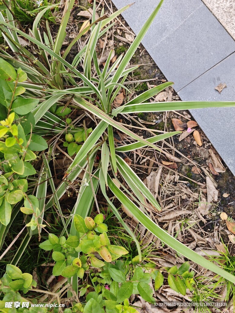 墙角绿植与碎石景观