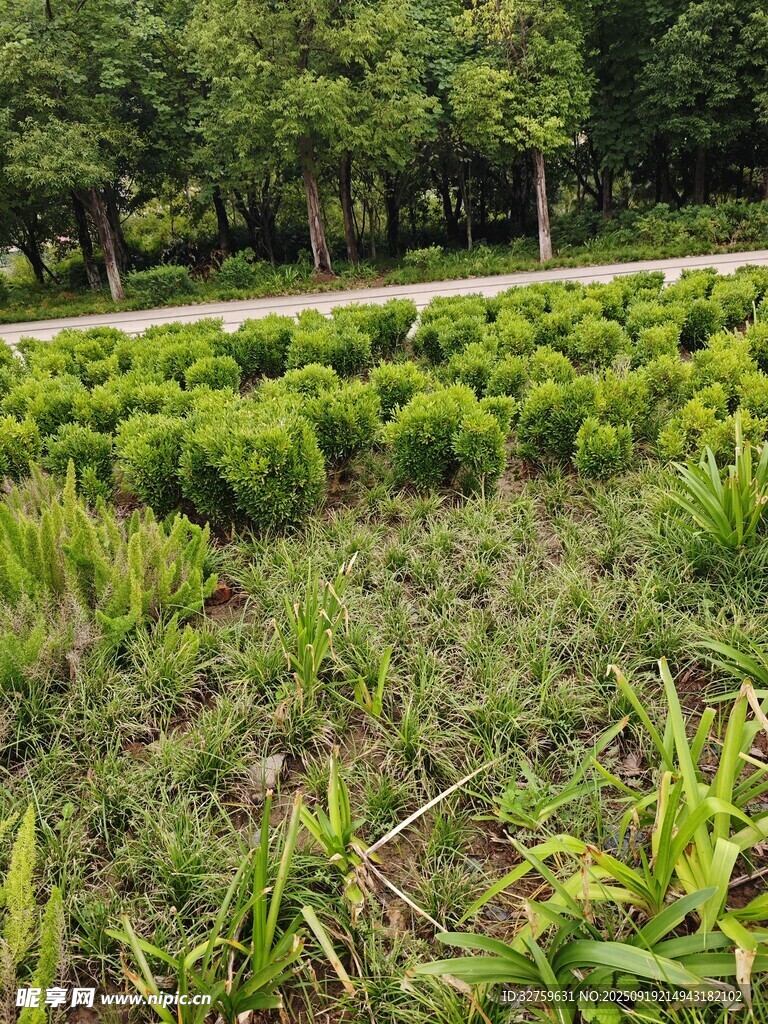 绿意盎然的植物种植地