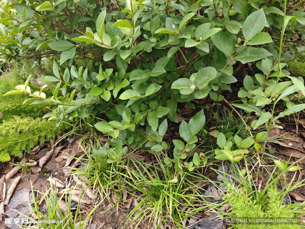 绿叶丛生的自然植物景观