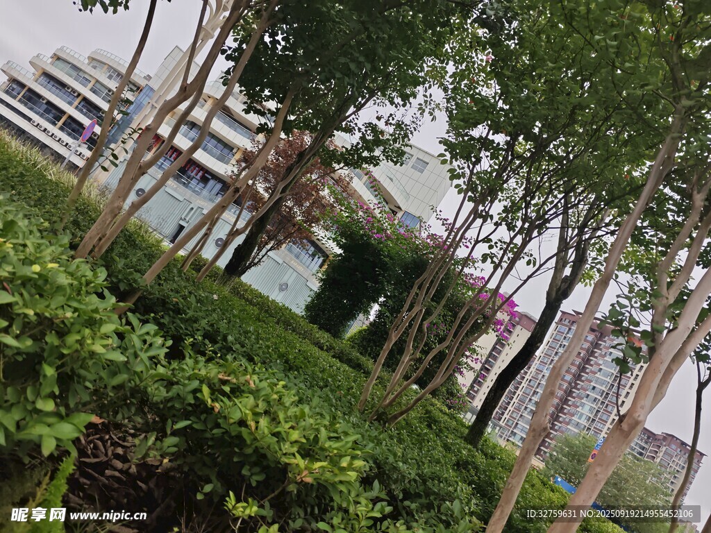 城市中的绿植景观